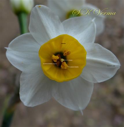  Flower-Upper view